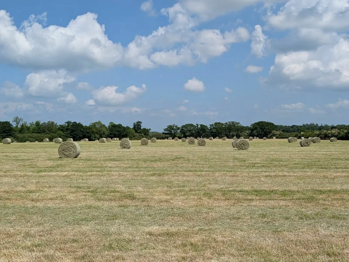 Hay - Image 2