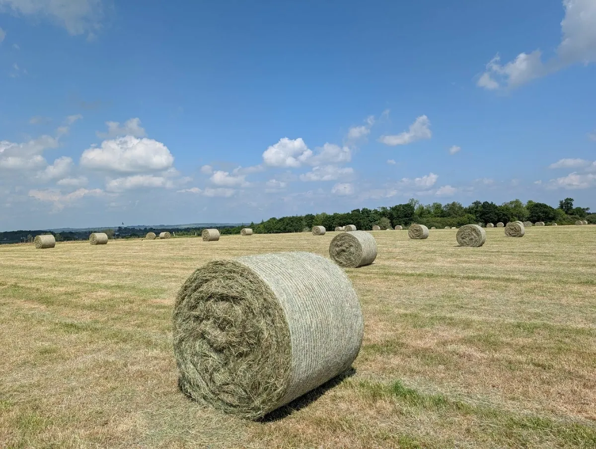 Hay - Image 1
