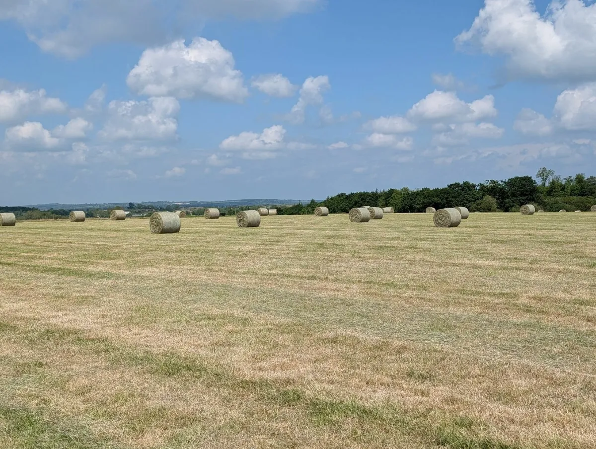 Hay - Image 3