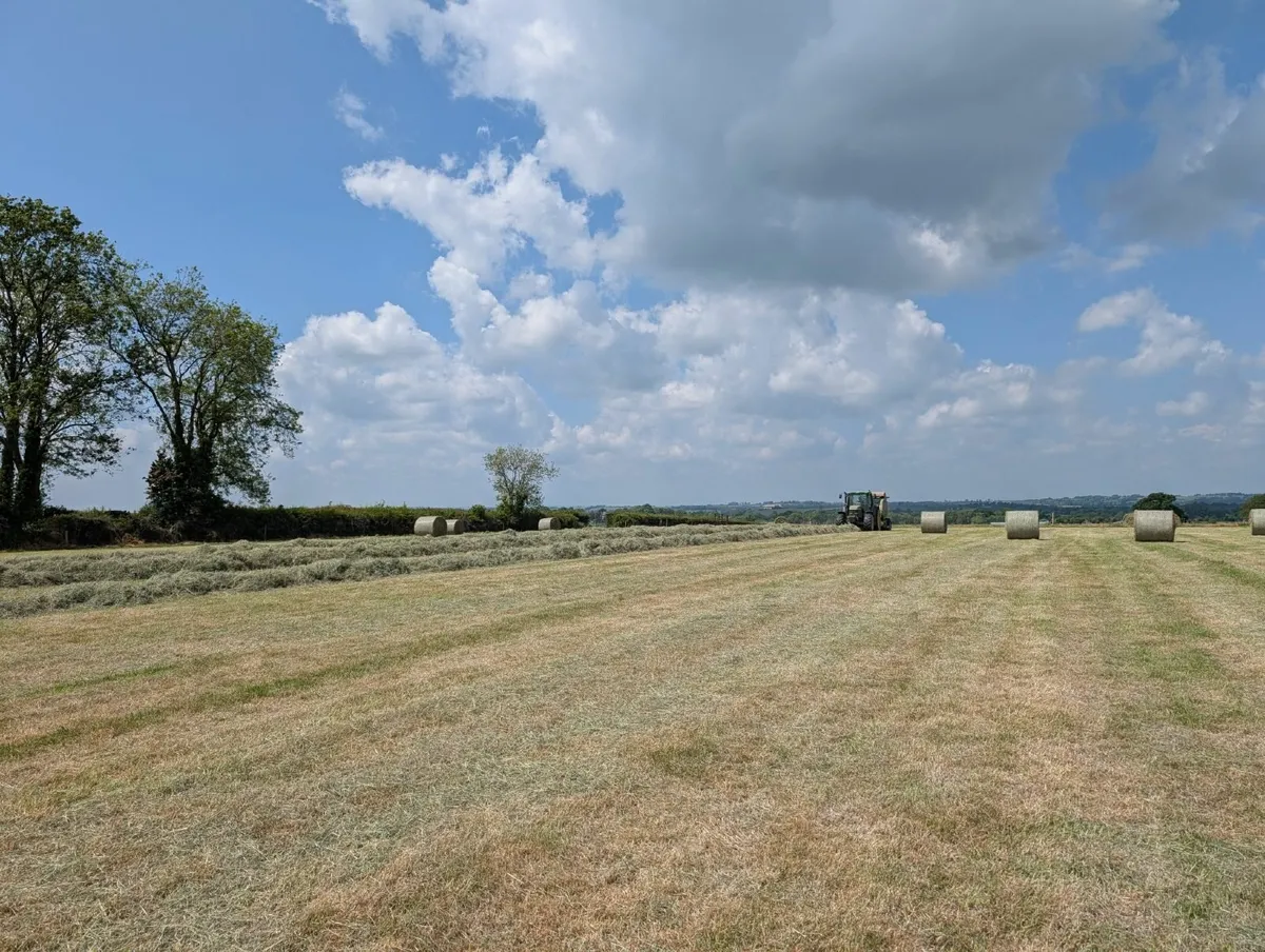 Hay - Image 4