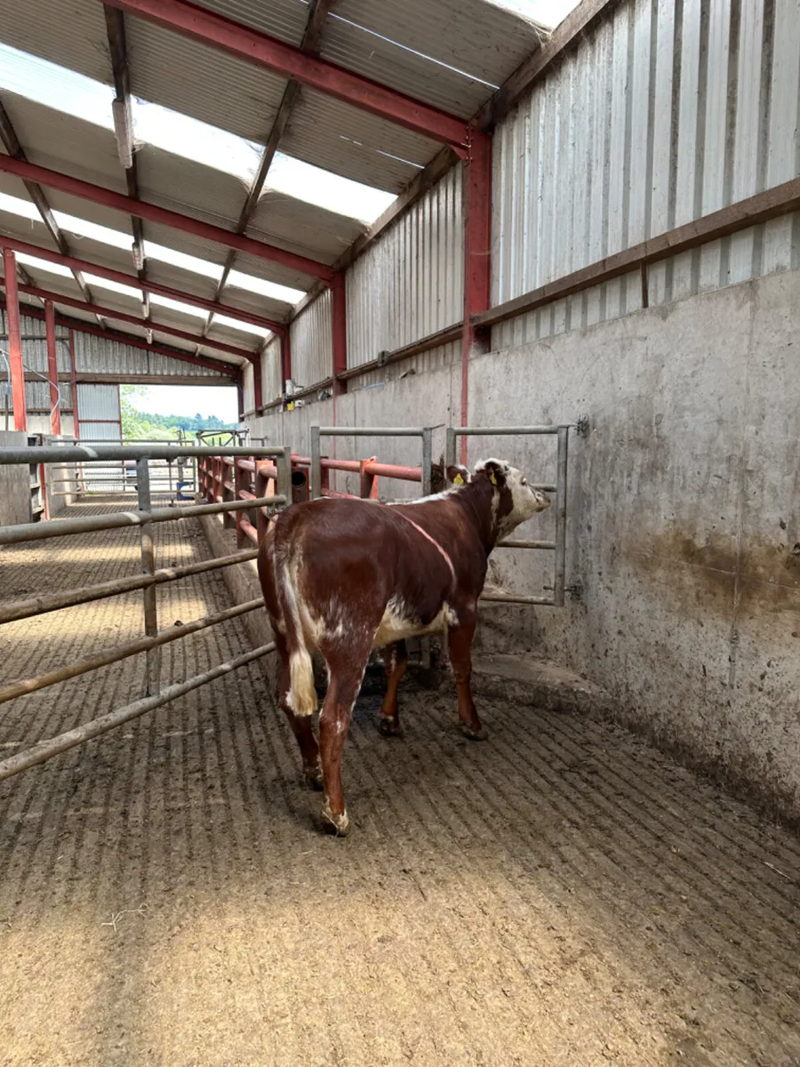 Roaned heifer - Image 3