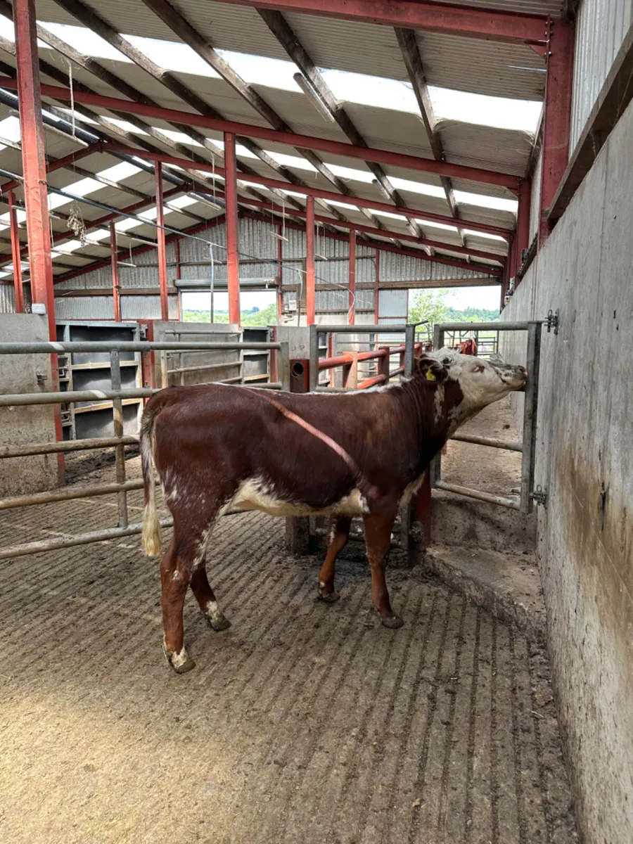 Roaned heifer - Image 1
