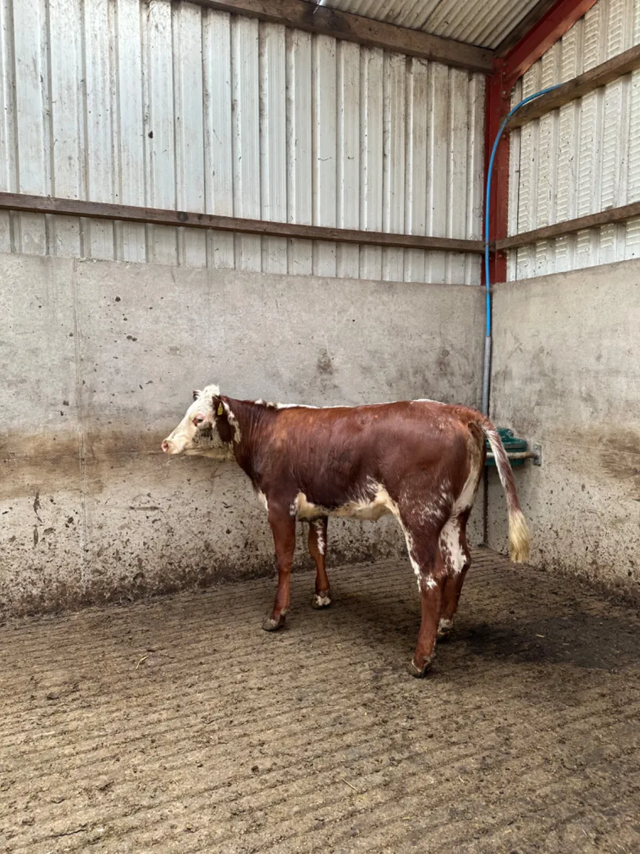 Roaned heifer - Image 4