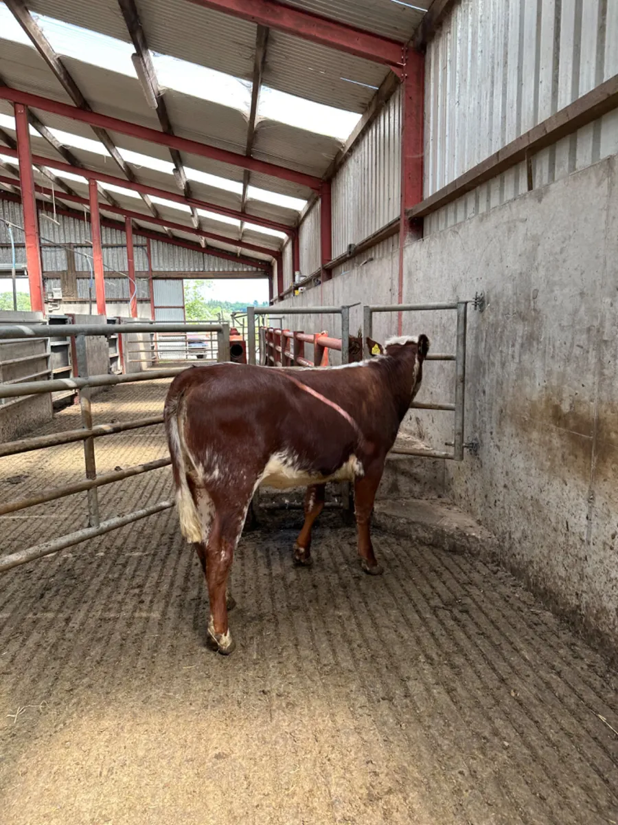 Roaned heifer - Image 2