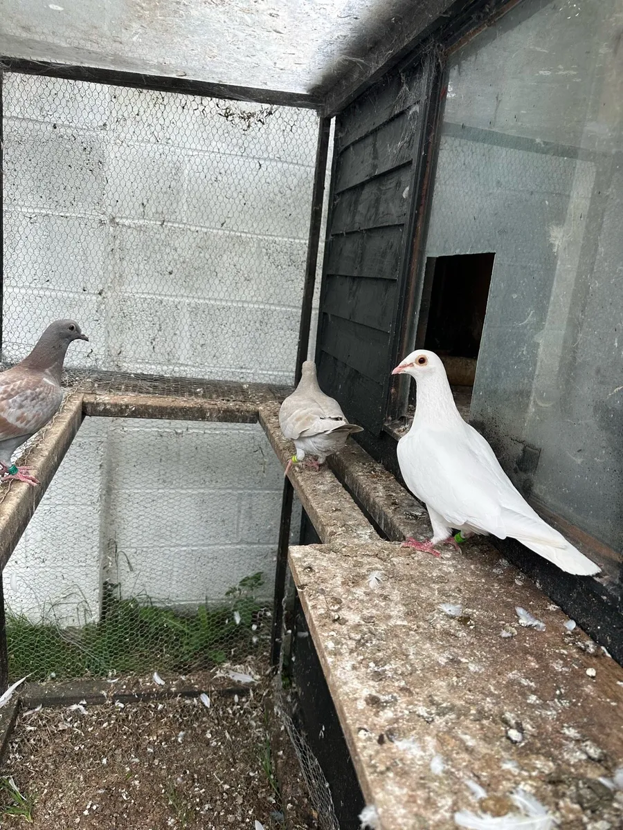 Pigeons - Image 1