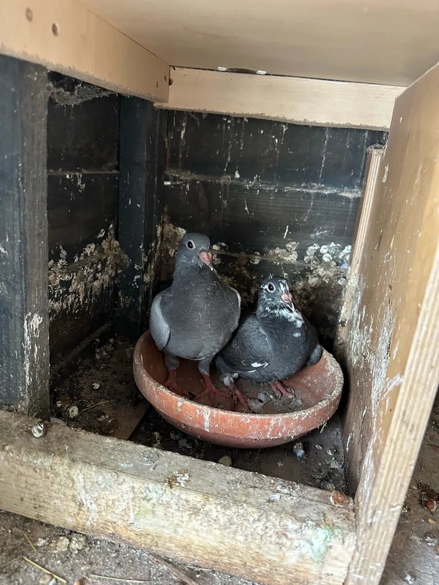 Pigeons - Image 2