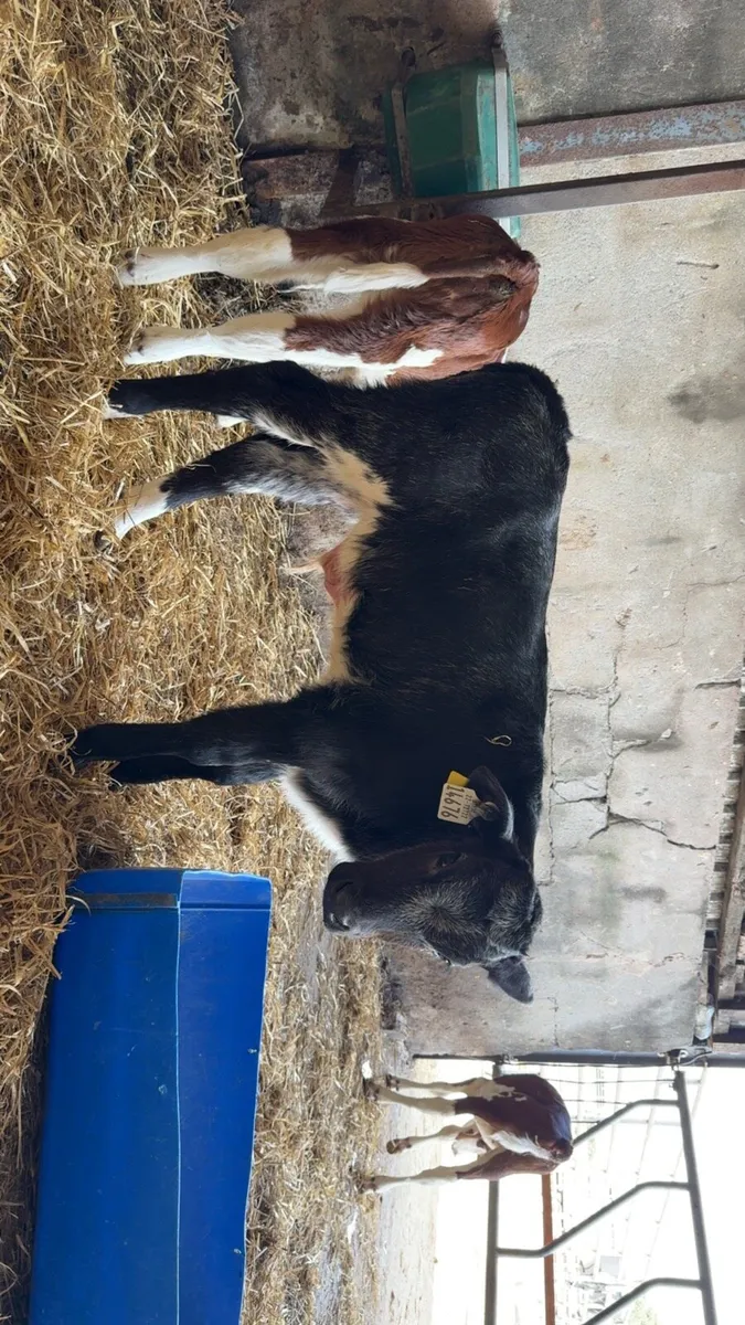 2 smashing bull calves - Image 3