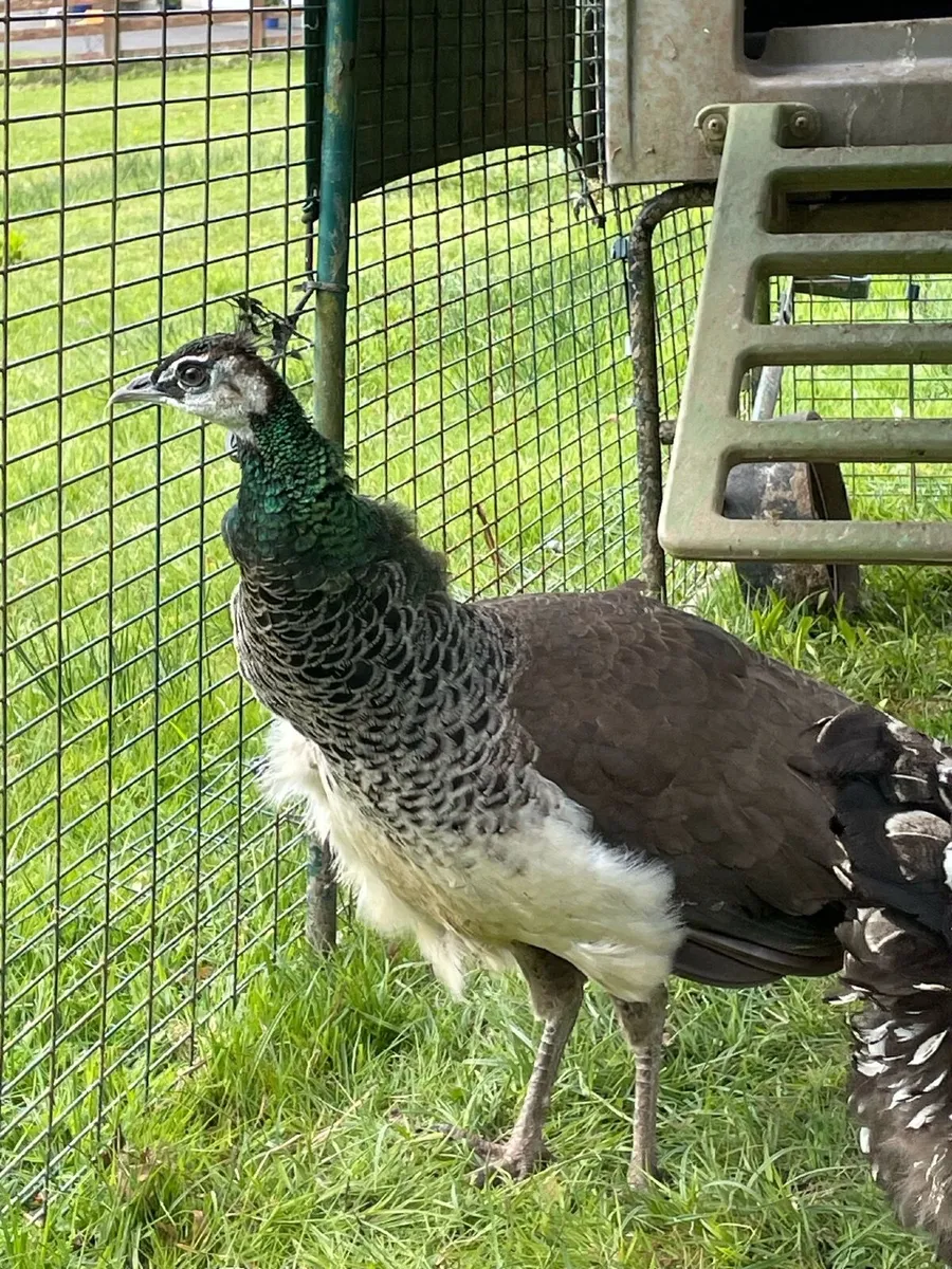 Peahen - Image 1