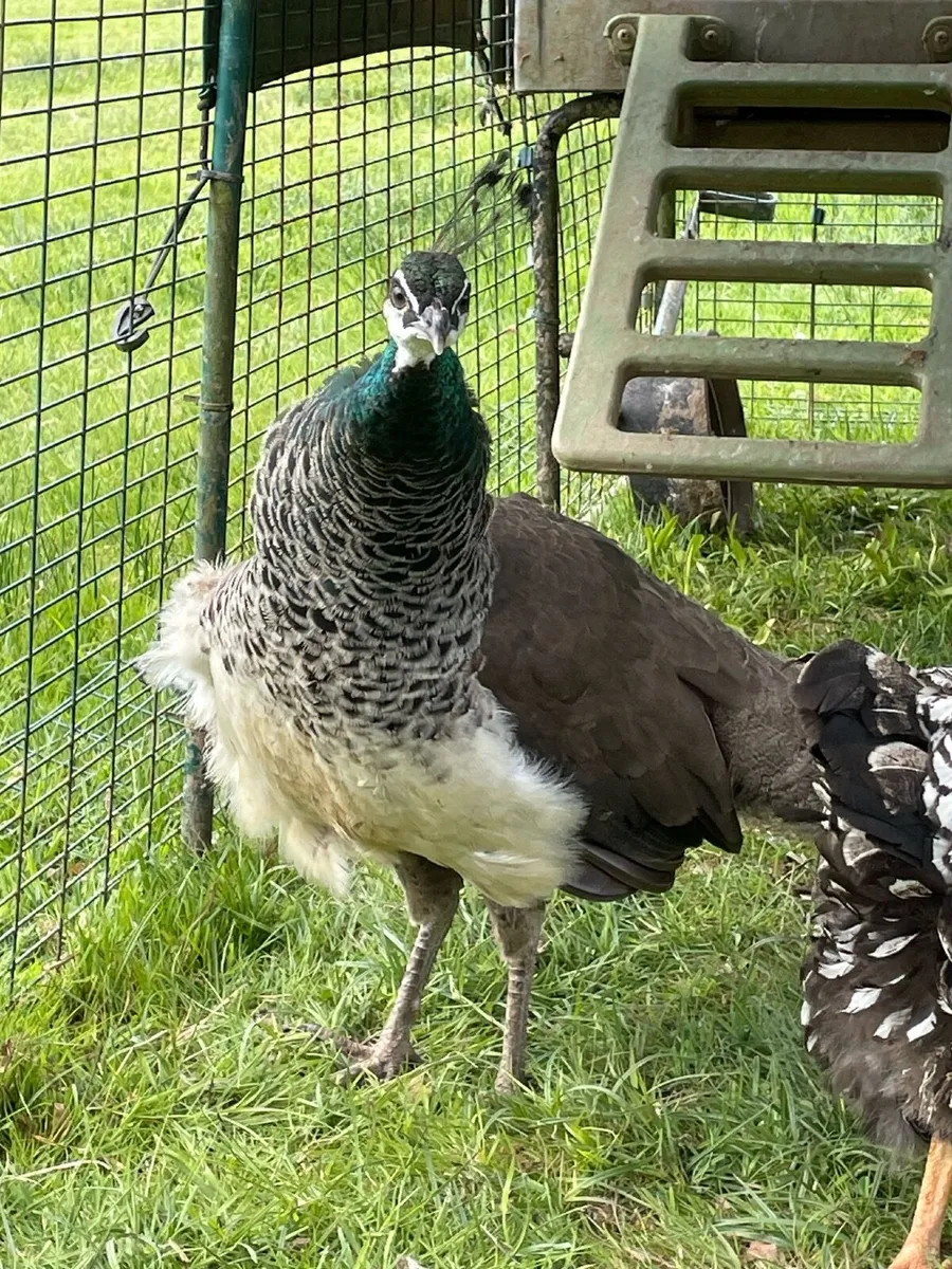 Peahen - Image 2