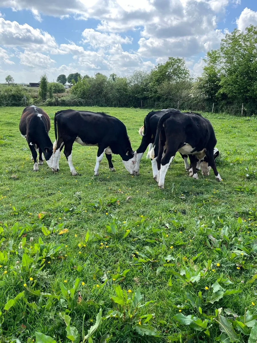 Store Heifers - Image 2