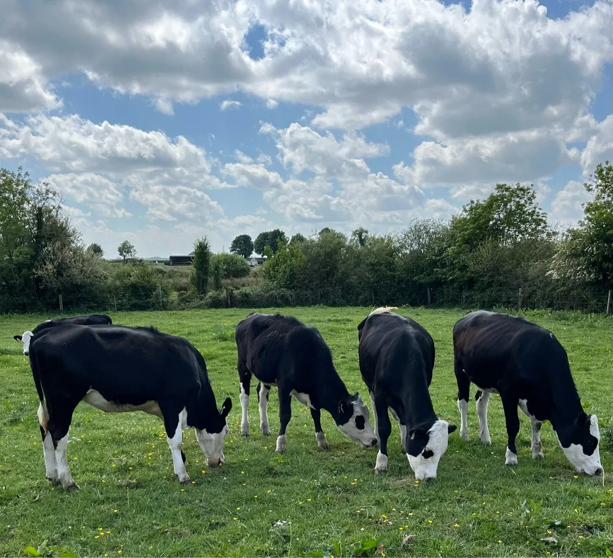 Store Heifers - Image 3