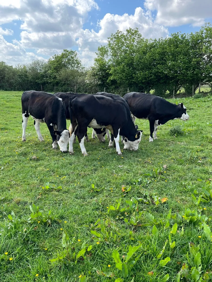 Store Heifers - Image 4