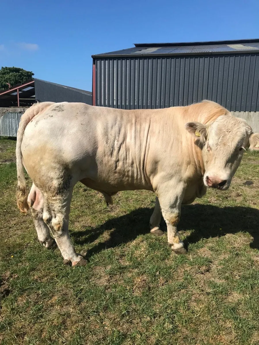Charolais bull - Image 1