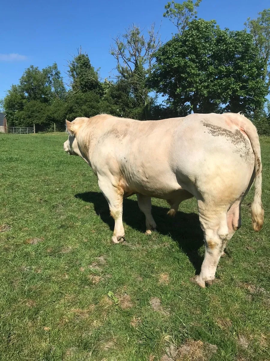 Charolais bull - Image 2