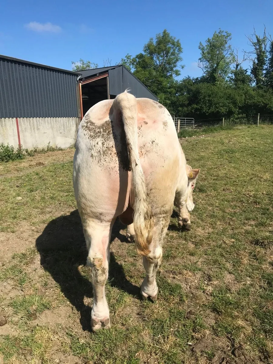 Charolais bull - Image 4