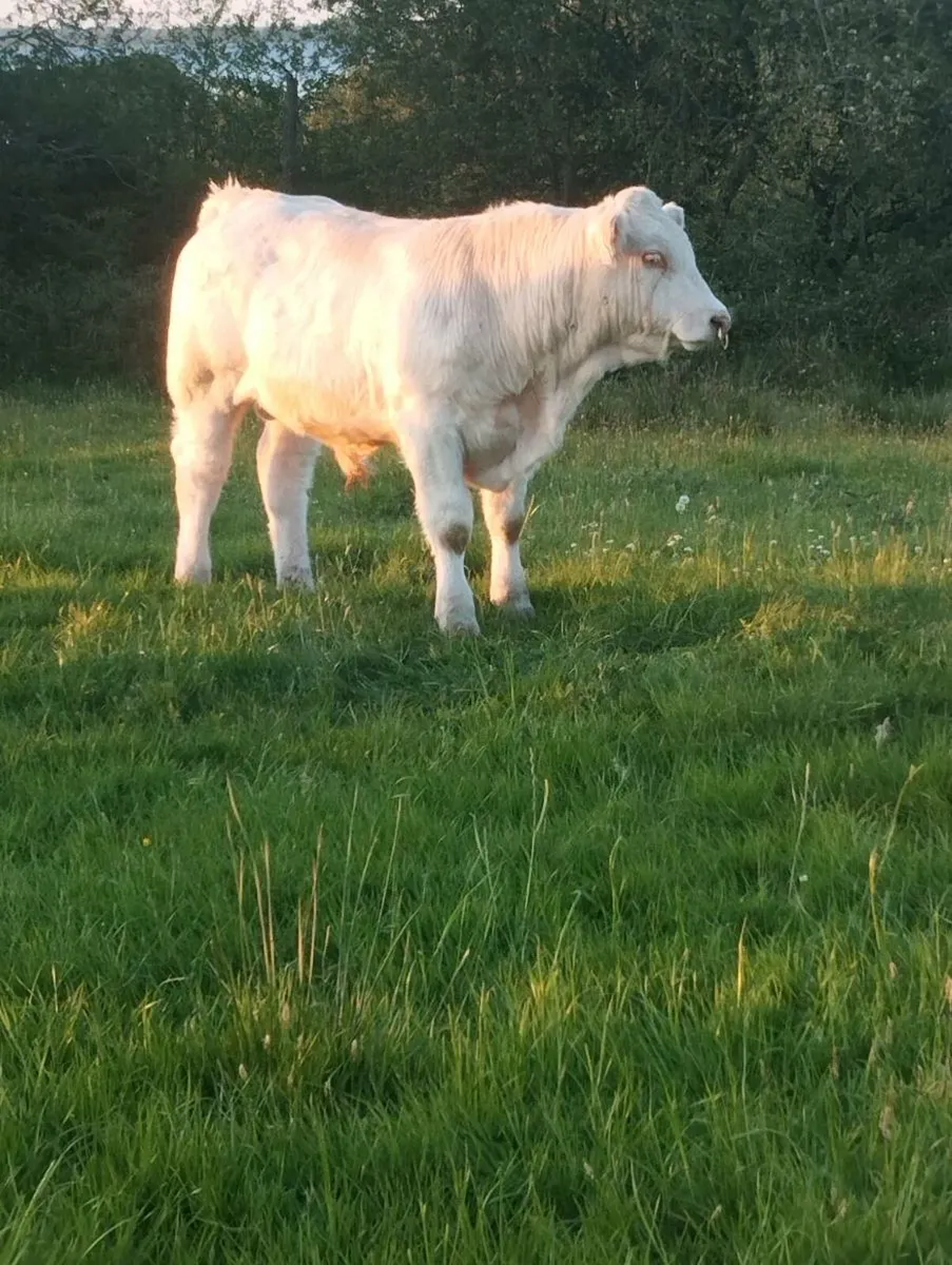 Ped Charolais Bull - 5 ⭐ Genotyped - Image 2
