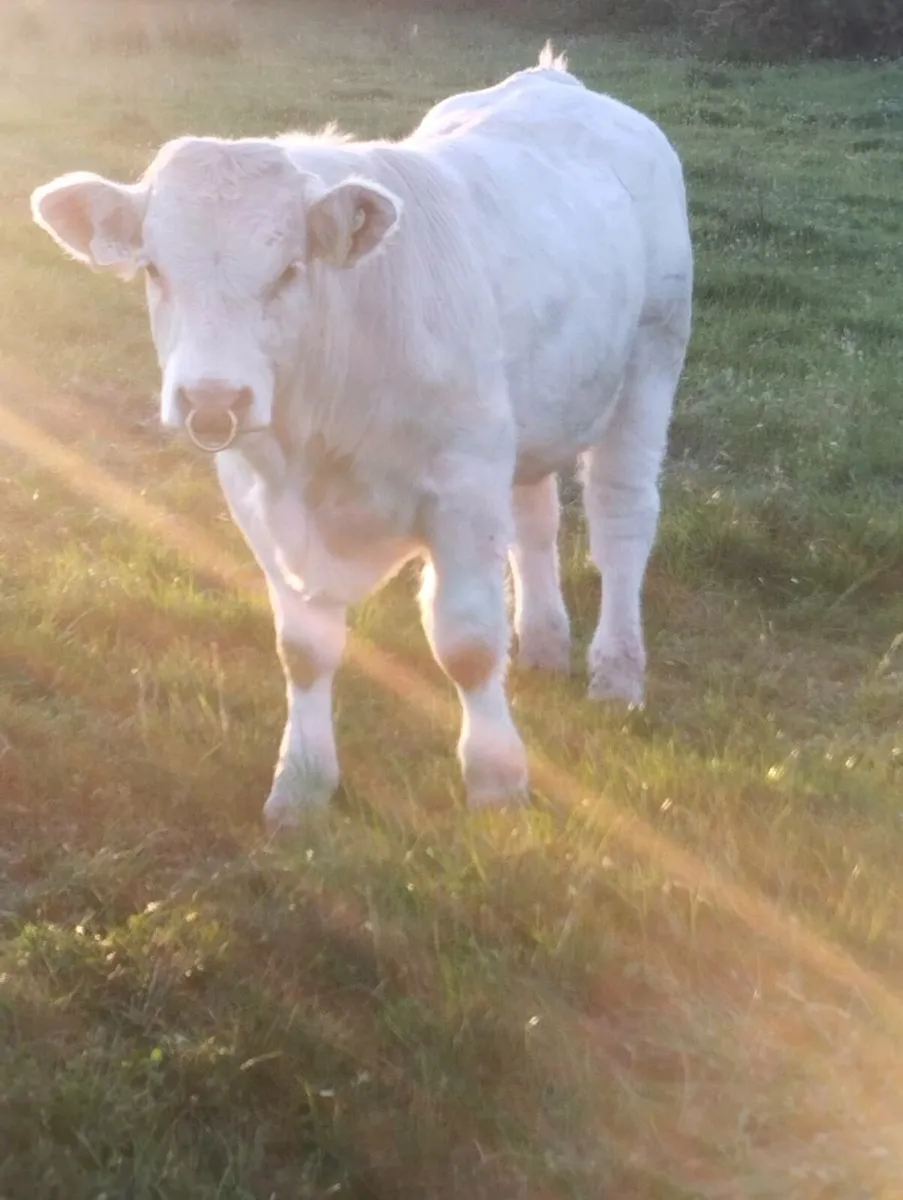 Ped Charolais Bull - 5 ⭐ Genotyped - Image 3