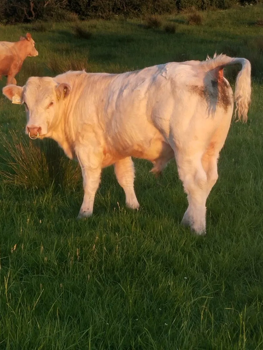 Ped Charolais Bull - 5 ⭐ Genotyped - Image 1