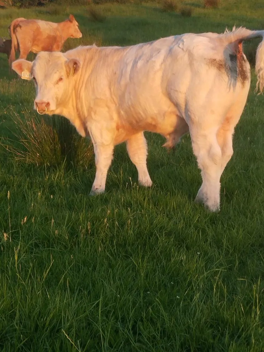 Ped Charolais Bull - 5 ⭐ Genotyped - Image 4