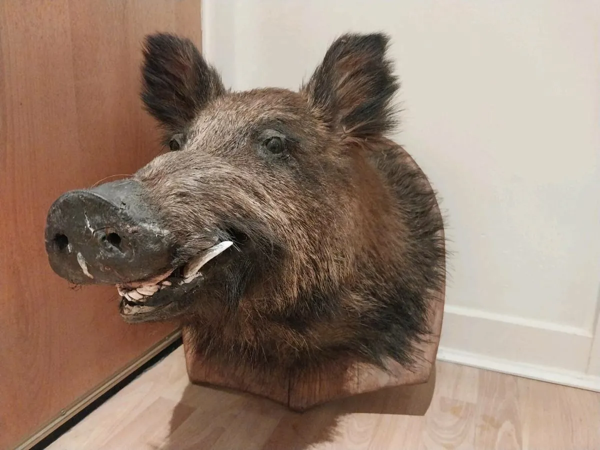 Large Boars head mounted - Image 1