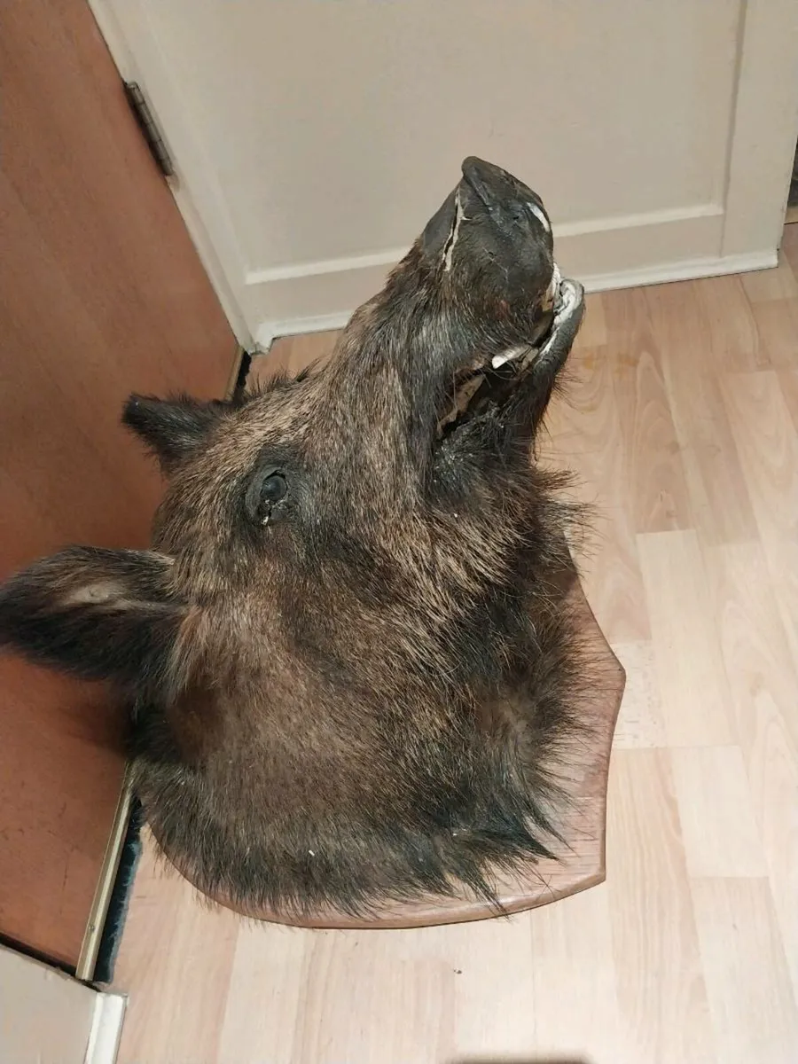 Large Boars head mounted - Image 3