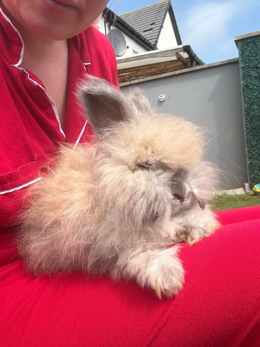 Rabbit - Image 3