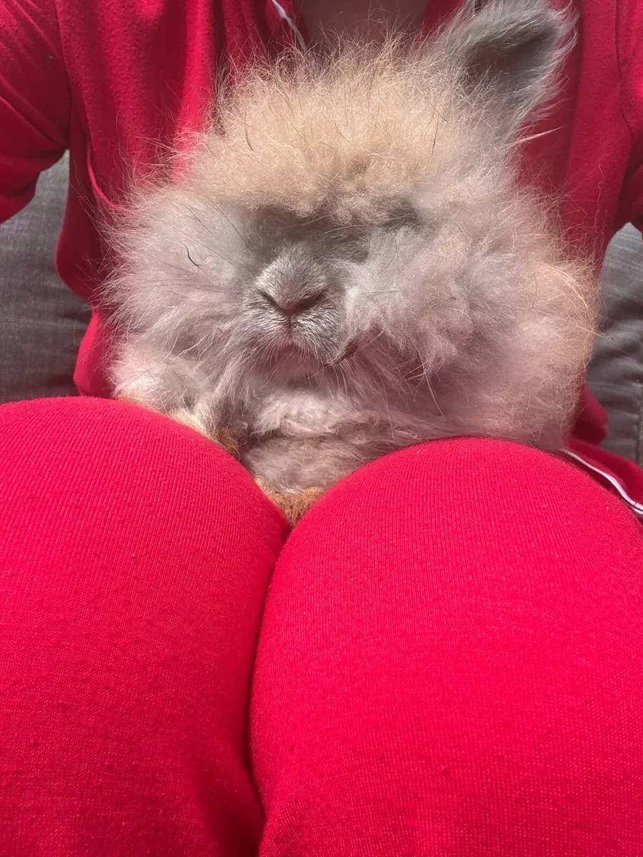 Rabbit - Image 4