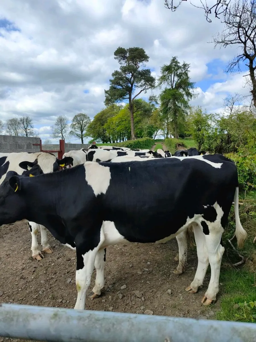 Incalf Heifers - Image 1