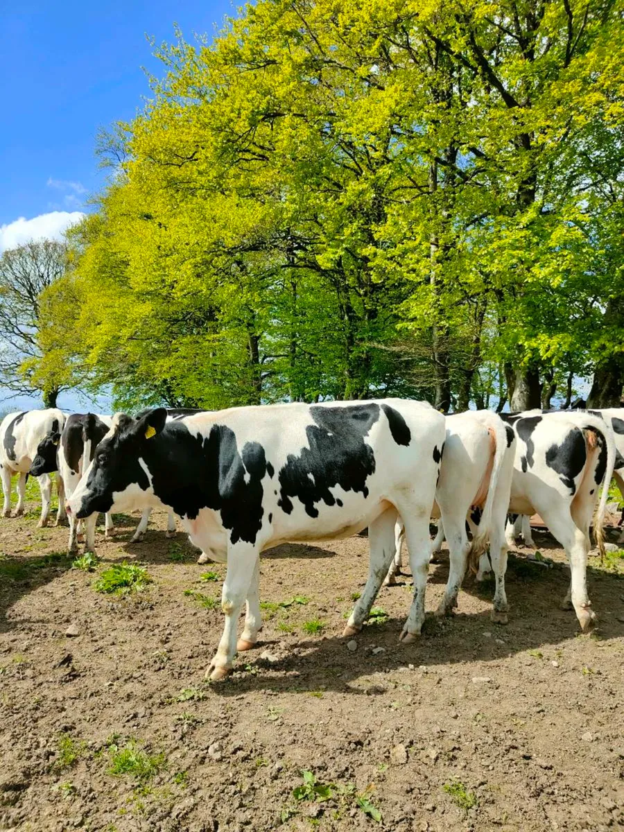 Incalf Heifers - Image 2