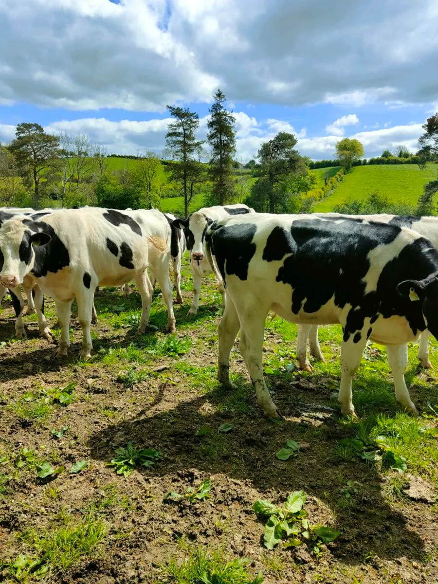 Incalf Heifers - Image 4
