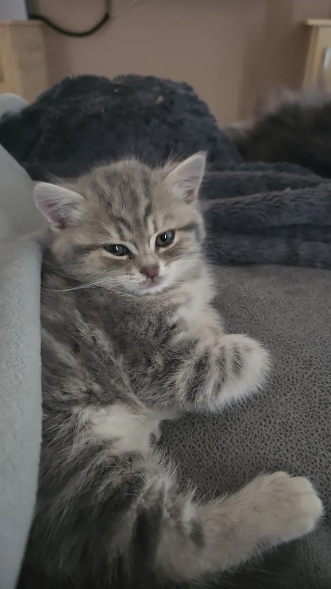British Shorthair and Longhair - Image 3