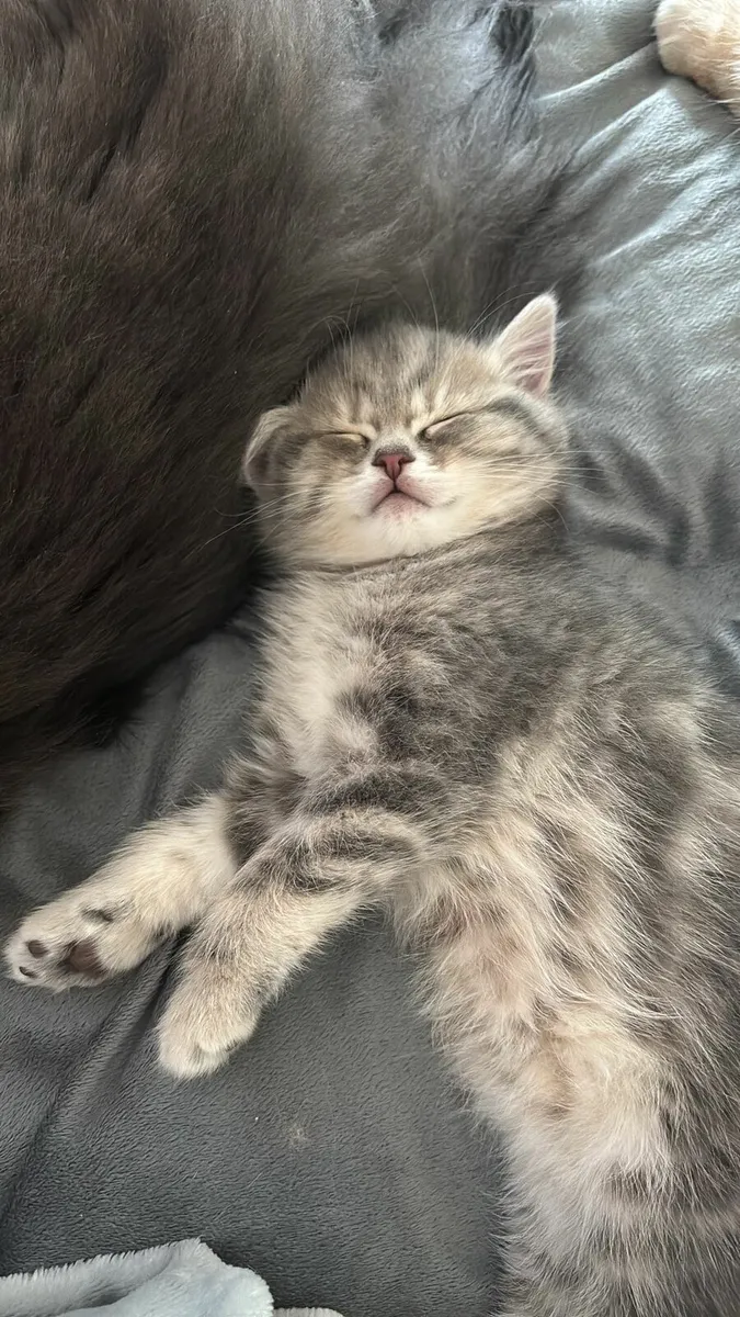 British Shorthair and Longhair - Image 2