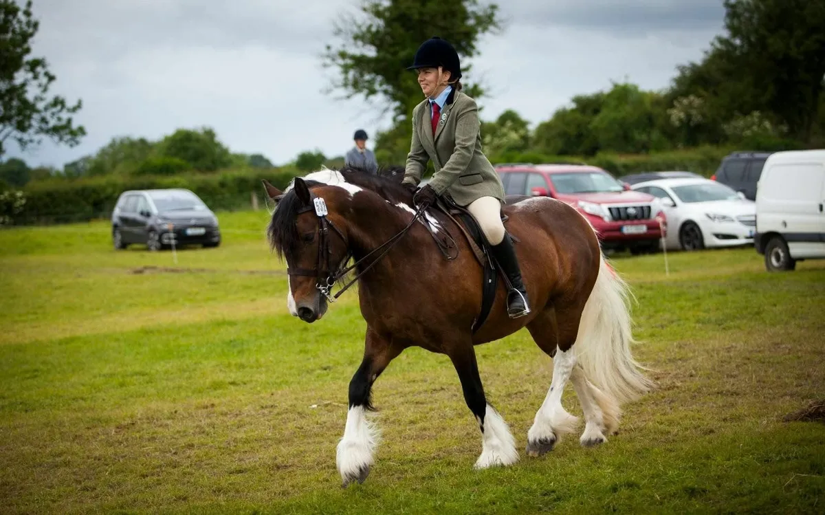 Freelance Groom/Horse Sitter - Image 1
