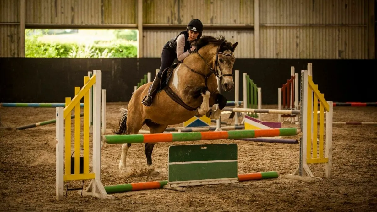 Freelance Groom/Horse Sitter - Image 2