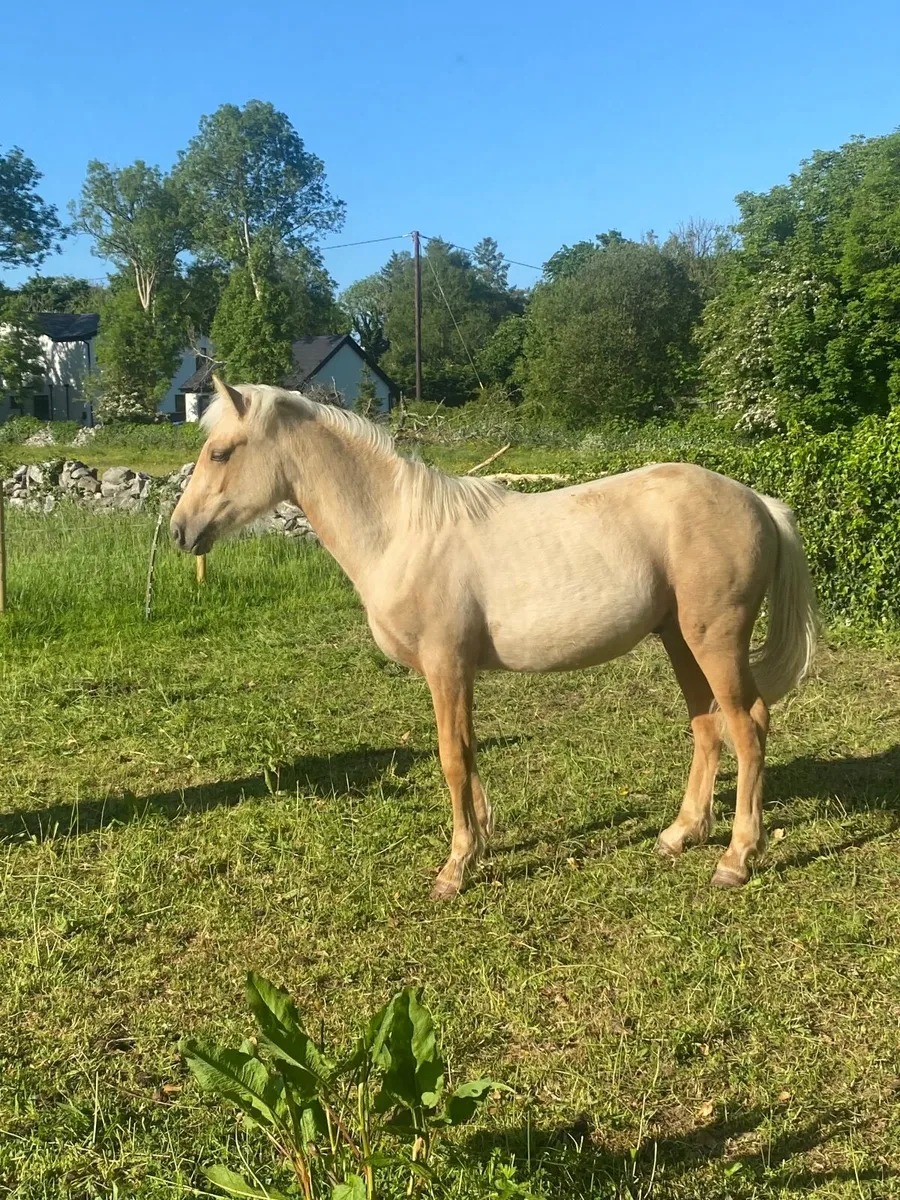 Pony - Image 2