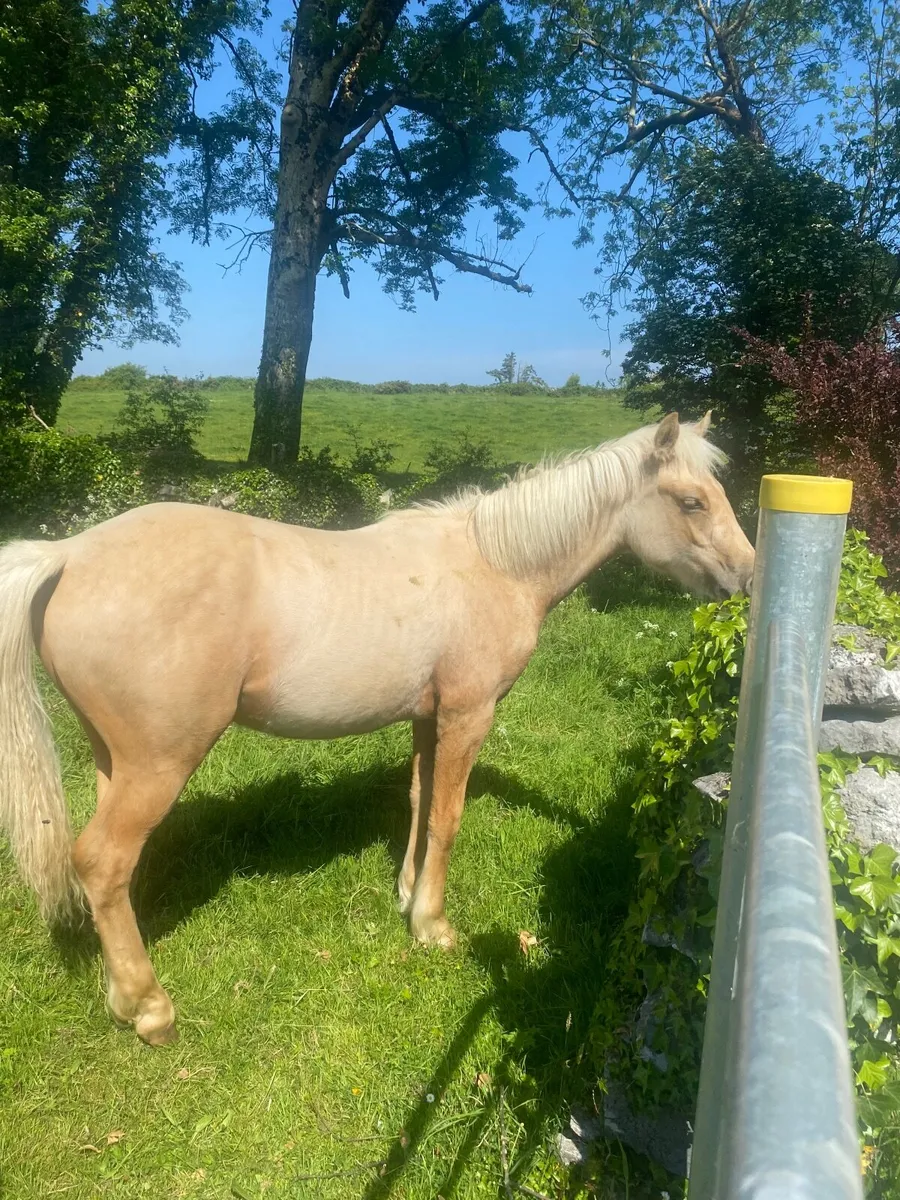 Pony - Image 3