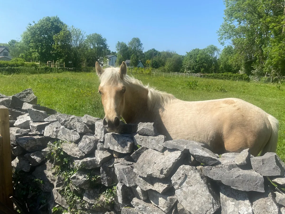 Pony - Image 4