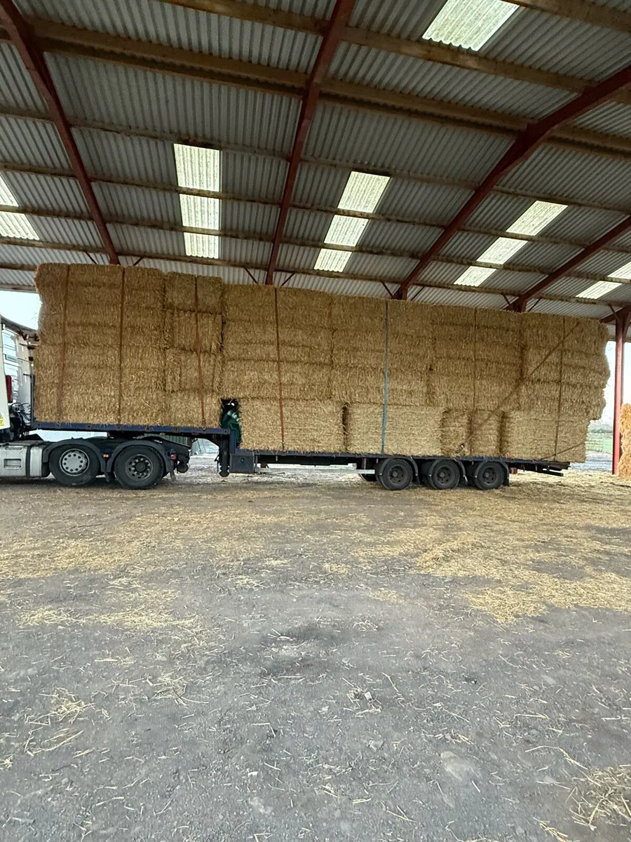 Wanted wheat and barley straw in 8x4x3s - Image 1