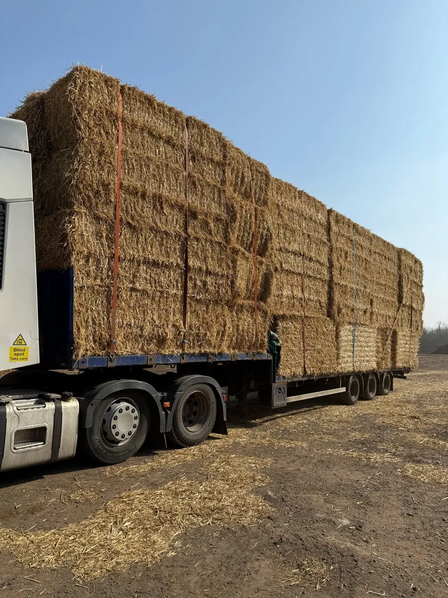 Wanted wheat and barley straw in 8x4x3s - Image 2