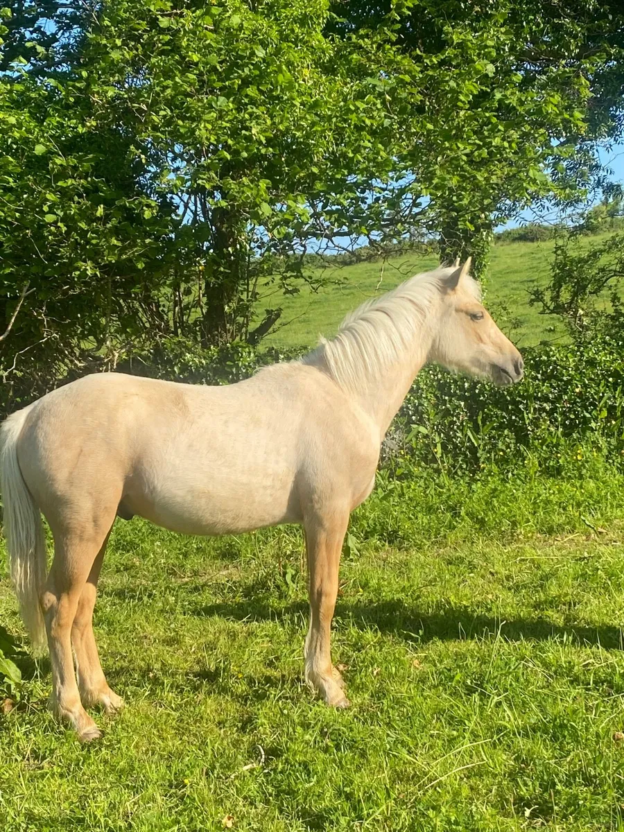 Pony - Image 1