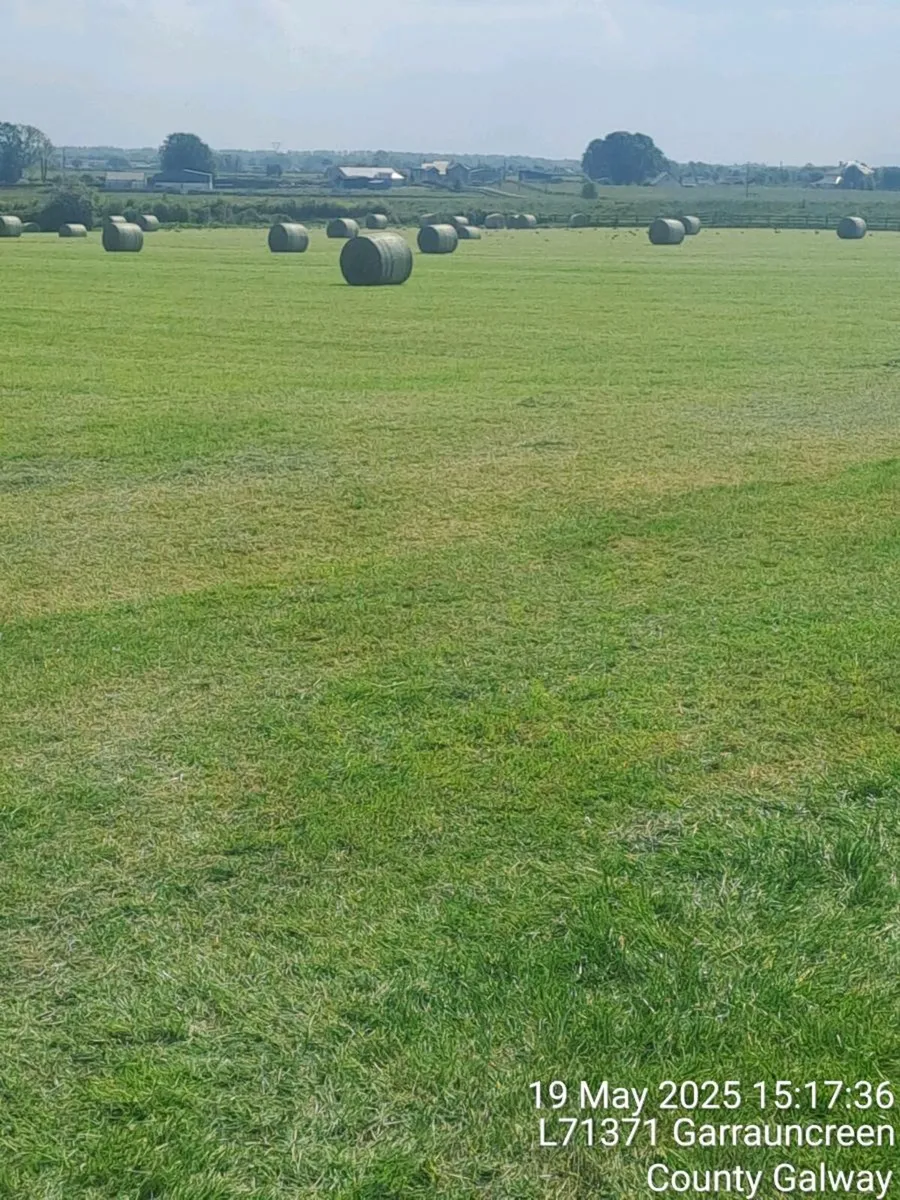 hay - Image 2