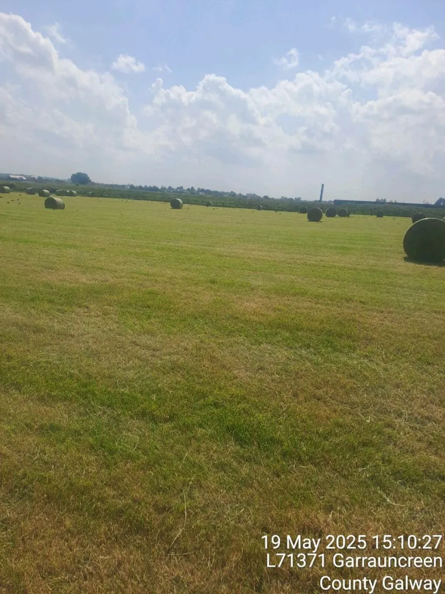 hay - Image 3