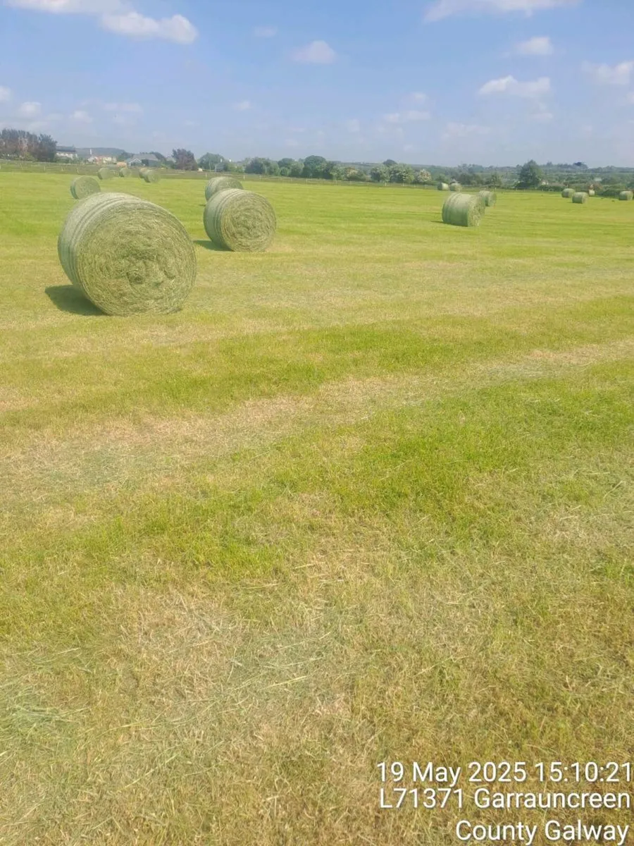 hay - Image 4