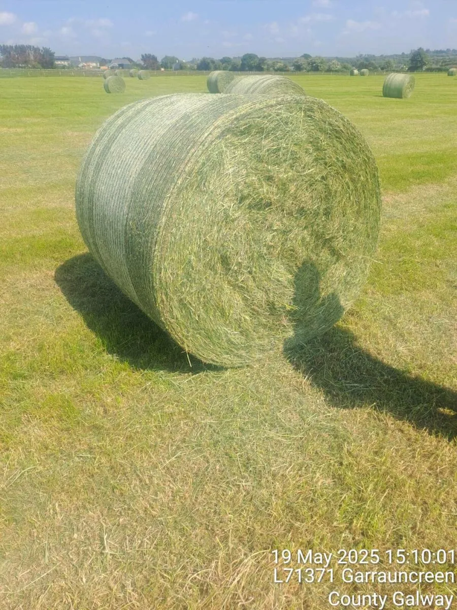 hay - Image 1