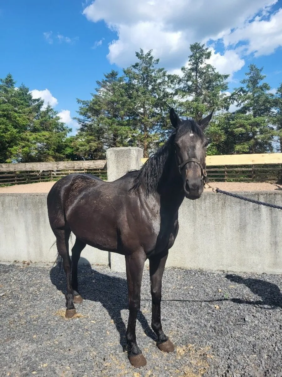 4yr old Filly Horse - Broken & Riding - Image 1