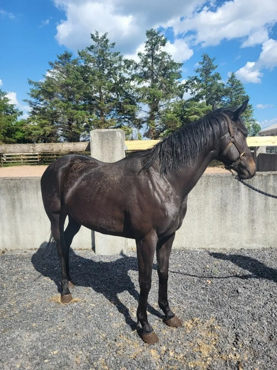 4yr old Filly Horse - Broken & Riding - Image 2