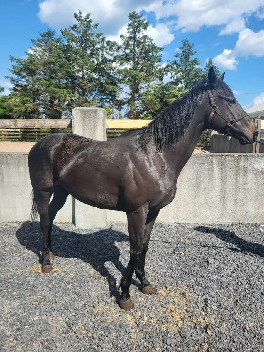 4yr old Filly Horse - Broken & Riding - Image 3