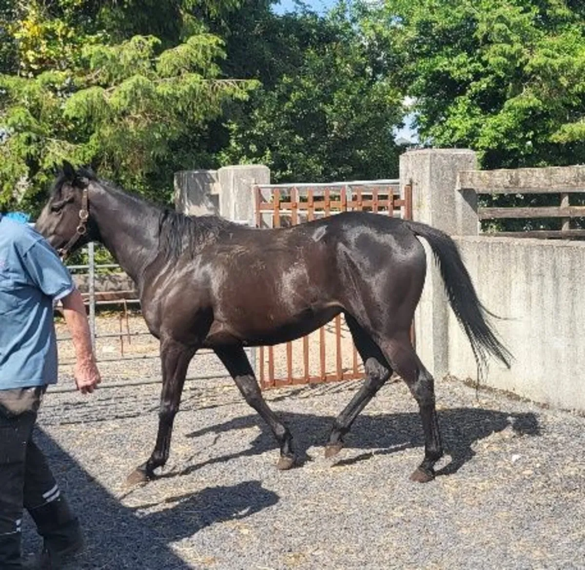 4yr old Filly Horse - Broken & Riding - Image 4