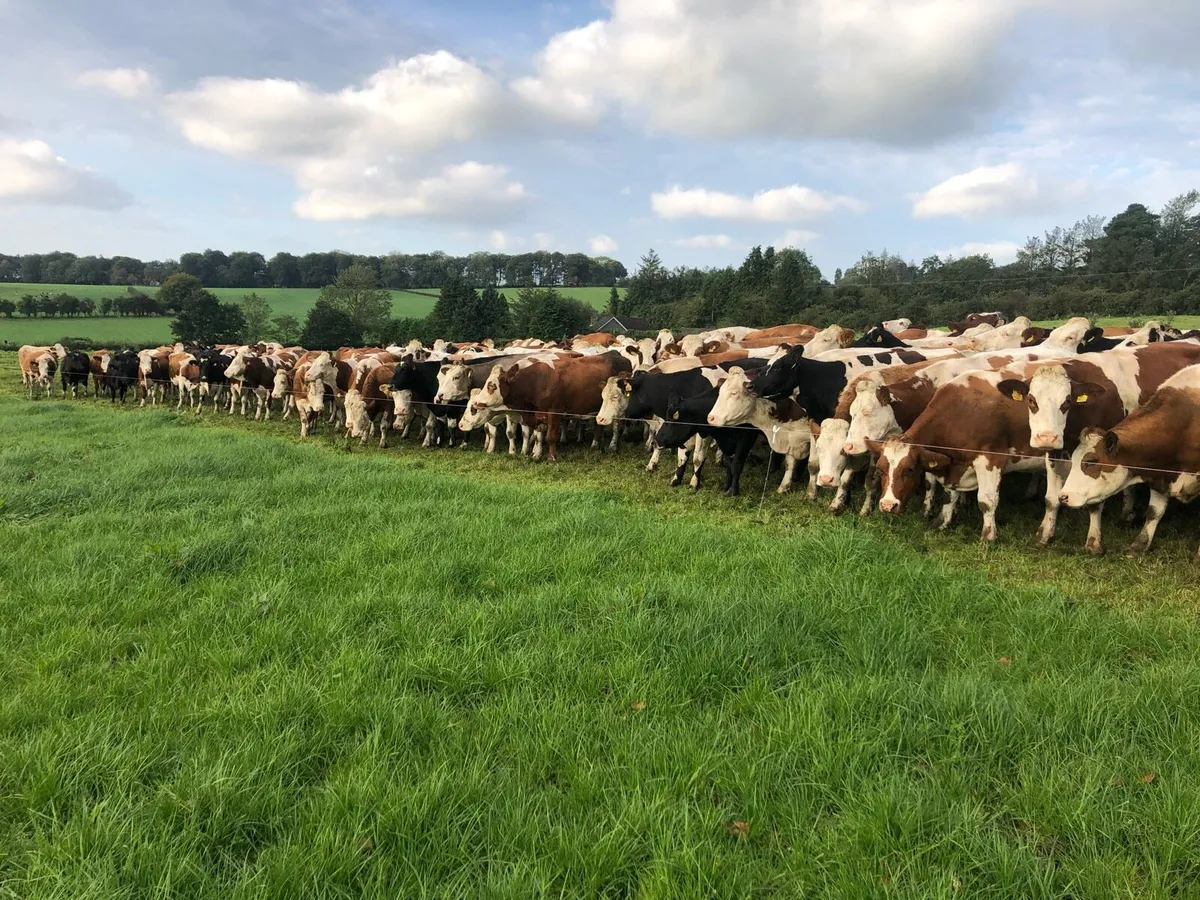 Autumn calving Fleckvieh 2nd calvers - Image 1