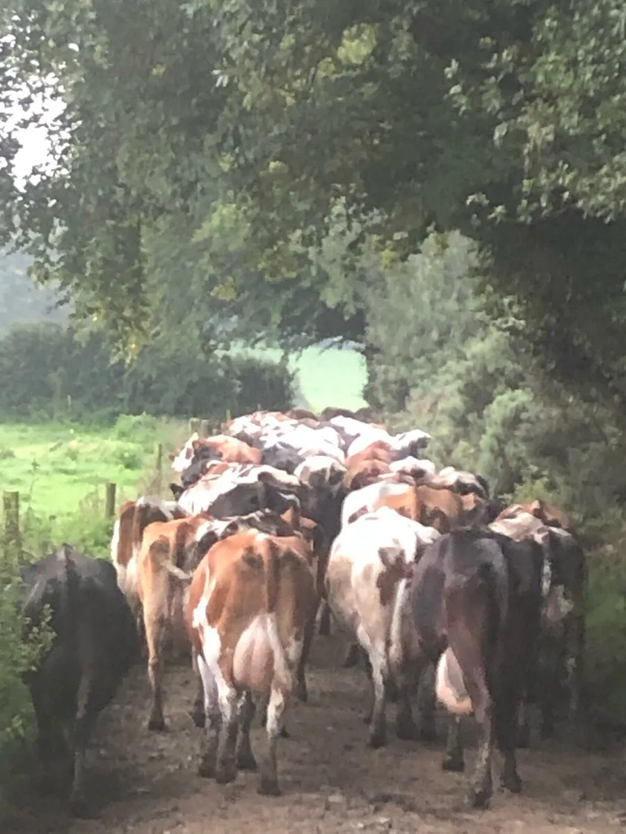 Autumn calving Fleckvieh 2nd calvers - Image 2